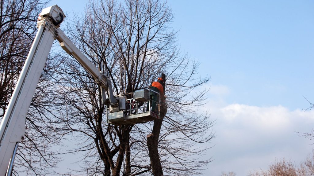 dead tree cutting